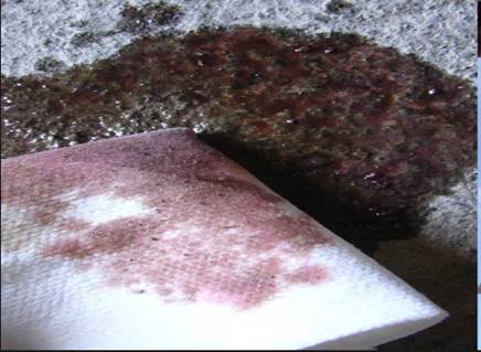 Fluid leaks: transmission fluid
